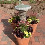 Rose Garden Planters - Judy Snow Rose Garden Planters - Judy Snow