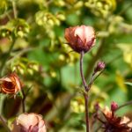 Elizabeth Brannin - 4-23-24 Elizabeth Brannin - 4-23-24