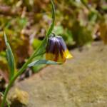 Elizabeth Brannin - 4-23-24 Elizabeth Brannin - 4-23-24