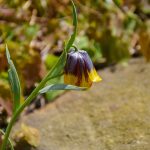 Elizabeth Brannin - 4-23-24 Elizabeth Brannin - 4-23-24