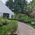 2024 Plant Sale - Approaching the Tent 2024 Plant Sale - Approaching the Tent