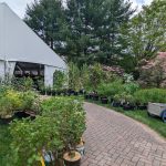 2024 Plant Sale - Approaching the Tent 2024 Plant Sale - Approaching the Tent