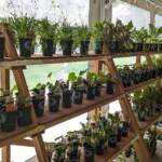 2024 Plant Sale - Stocked Shelves 2024 Plant Sale - Stocked Shelves