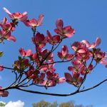 Cornus Florida f. Rubra - Judy Snow Cornus Florida f. Rubra - Judy Snow