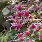 Epimedium cv. Pink Champagne - Judy Snow Epimedium cv. Pink Champagne - Judy Snow