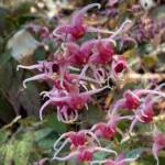 Epimedium cv. Pink Champagne - Judy Snow Epimedium cv. Pink Champagne - Judy Snow