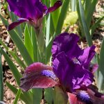 Iris cv. Dark Vader - Judy Snow Iris cv. Dark Vader - Judy Snow