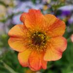 Geum - closeup Geum - closeup