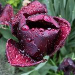 Purple Tulip Raindrops - js Purple Tulip Raindrops - js