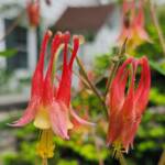 Red and Yellow Columbine Red and Yellow Columbine