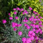 Dianthus Gratianopolitanus cv. Firewitch Dianthus Gratianopolitanus cv. Firewitch