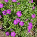 Geranium Sanguineum Geranium Sanguineum