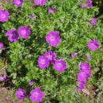 Geranium Sanguineum Geranium Sanguineum