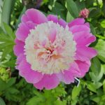 Paeonia Lactiflora Paeonia Lactiflora