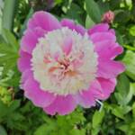 Paeonia Lactiflora Paeonia Lactiflora