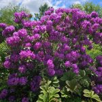 Rhododendron Rhododendron