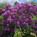 Rhododendron Rhododendron