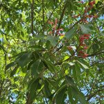 Aesculus Pavia Flowers Aesculus Pavia Flowers