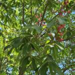Aesculus Pavia Flowers Aesculus Pavia Flowers