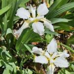 Iris Tectorum Iris Tectorum