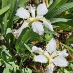 Iris Tectorum Iris Tectorum