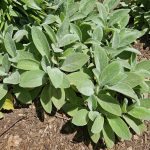 Stachys Byzantina cv Big Ears Stachys Byzantina cv Big Ears