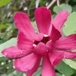 Calycanthus Raulstonii 'Hartlage Wine' Calycanthus Raulstonii 'Hartlage Wine'