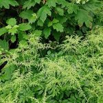Hydrangea Quercifolia + Astilbe Hydrangea Quercifolia + Astilbe