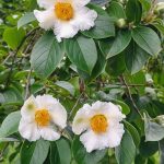 Stewartia Flowers Stewartia Flowers