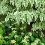 Cornus Kousa Wolf Eyes + Hydrangea Cornus Kousa Wolf Eyes + Hydrangea