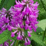 Stachys Officinalis Stachys Officinalis