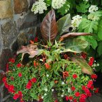 Bacopa + Tropical Bacopa + Tropical