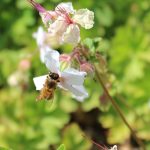 Bee on Geranium x Cantabrigiense Biokovo Bee on Geranium x Cantabrigiense Biokovo