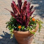 Billbergia, Etc. Billbergia, Etc.