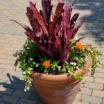 Billbergia, Etc. Billbergia, Etc.