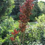 Lagerstroemia Indica cv Delee Lagerstroemia Indica cv Delee