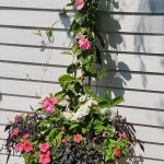 Pretty in Pink Pretty in Pink