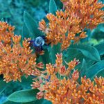 Bee on Milkweed Bee on Milkweed
