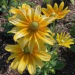 Rudbeckia Rudbeckia