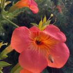 Trumpet Vine Flower Trumpet Vine Flower