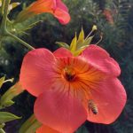 Trumpet Vine Flower Trumpet Vine Flower