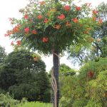 Trumpet Vine on Lightpost Trumpet Vine on Lightpost