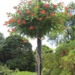 Trumpet Vine on Lightpost Trumpet Vine on Lightpost