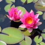 Nymphaea cv. Rose Arey Nymphaea cv. Rose Arey