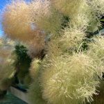 Smoke Bush Flowers Smoke Bush Flowers