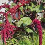 Amaranth Flowers Amaranth Flowers