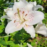 Asiatic Lily Asiatic Lily