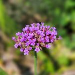 Verbena Bonariensis Verbena Bonariensis