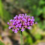 Verbena Bonariensis Verbena Bonariensis