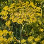 Entry Garden Bronze Fennel